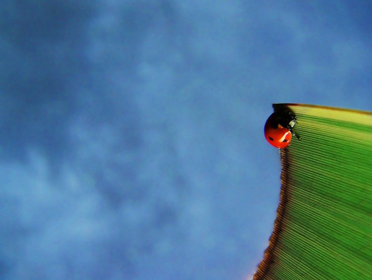 Coccinelle