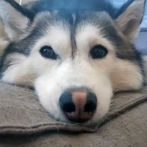 Pasha - Husky - Agence web Elyazalée