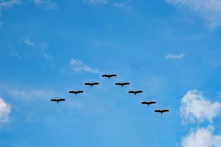 Actualités 1 - agence de communication Oiseaux