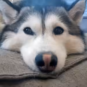 Pasha - Husky - Agence web Elyazalée